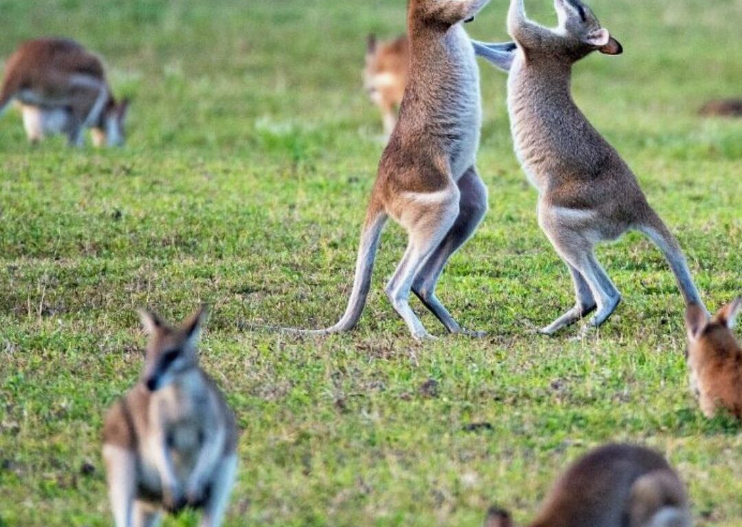 Lambay kangaroo