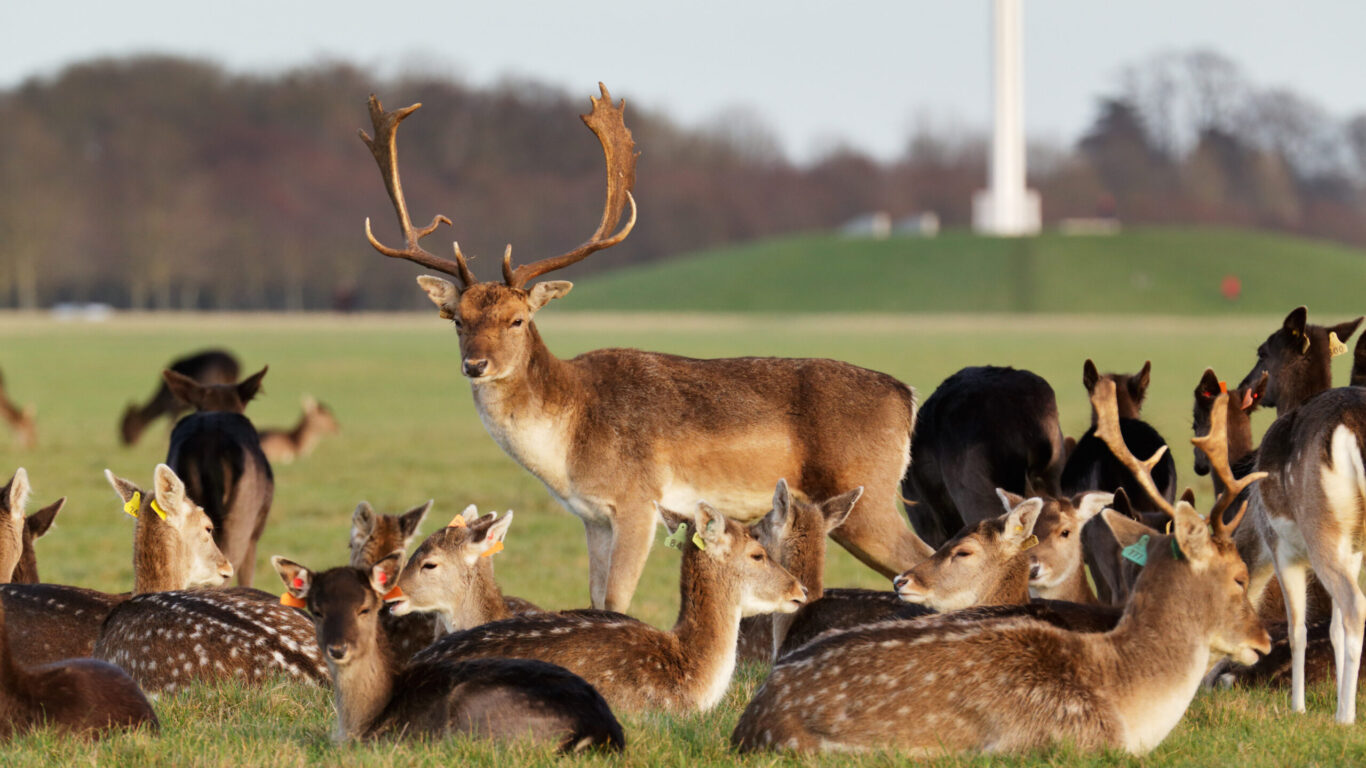 A herd of deer in the Phoenix Park in Dublin, Ireland, one of the largest walled city parks in Europe of a size of 1750 acres