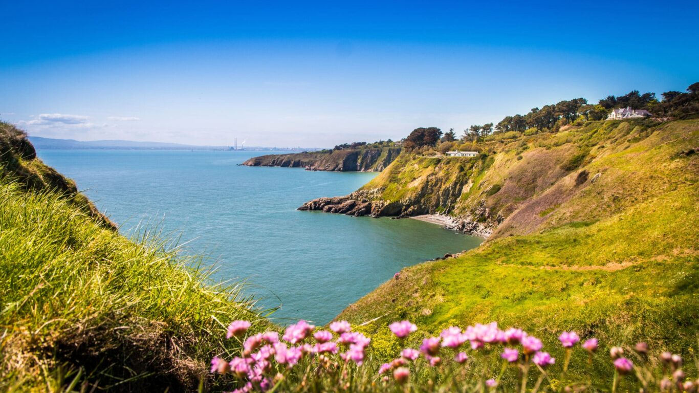 Irish sea cliffs with flowers