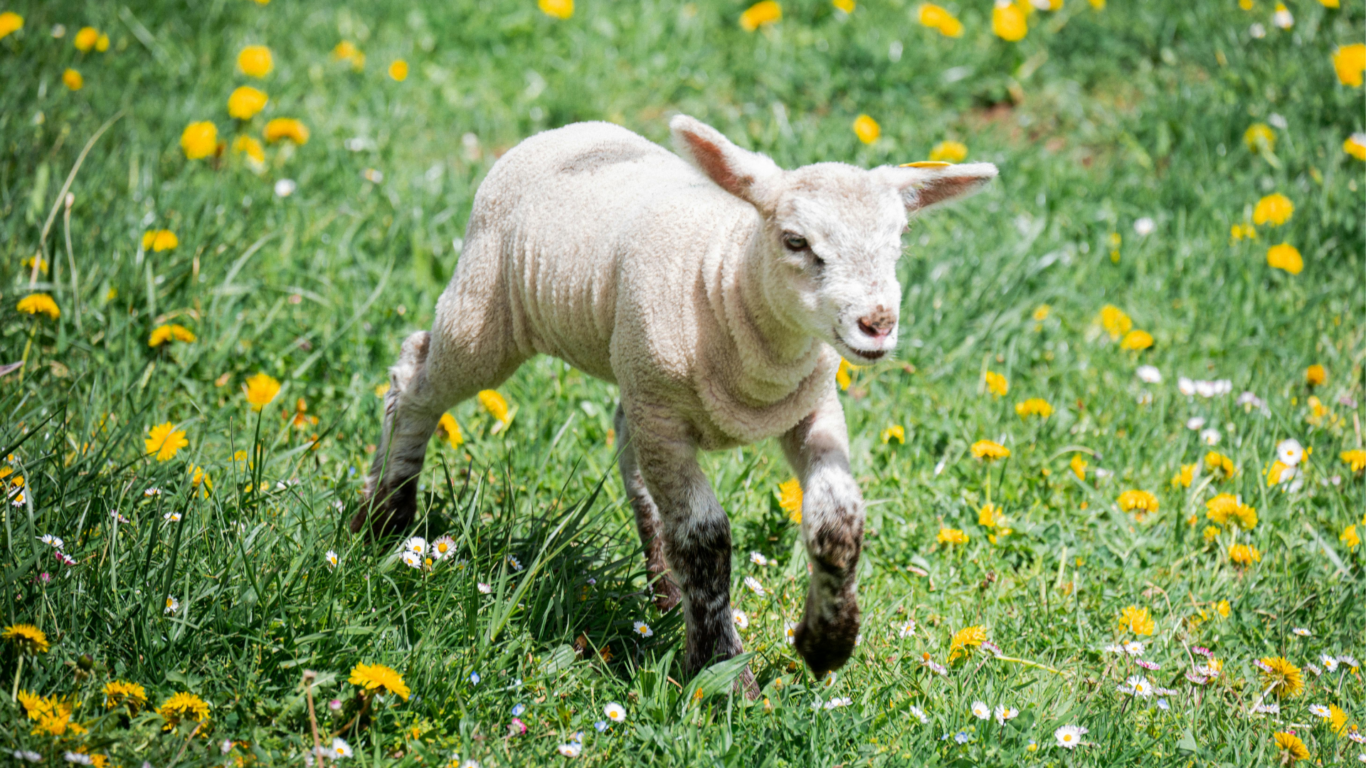 Delight in the charming sight of a lamb frolicking among vibrant wildflowers on our idyllic countryside hotel grounds.