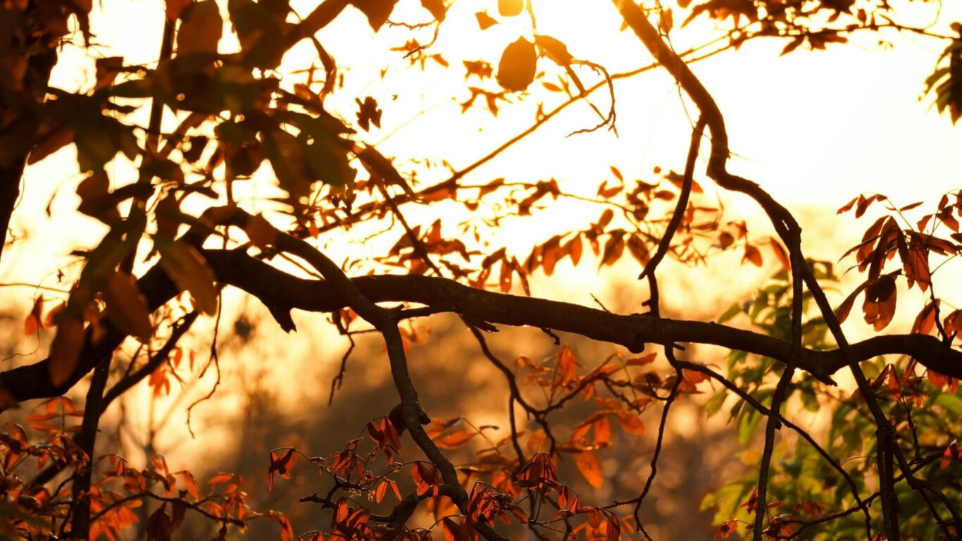 Golden sunset through autumn leaves, offering a serene view for guests at our nature-inspired hotel with relaxing ambiance.