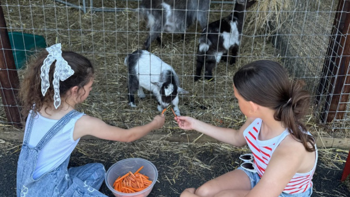 Children joyfully feeding goats with carrots at the petting zoo, a delightful family-friendly hotel amenity.